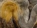 Detail of a pinyon pine tree in Death Valley National Park Photographic Poster Print ...