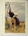 1926 African Elephant Unaus Two-Toed Sloths Old Print