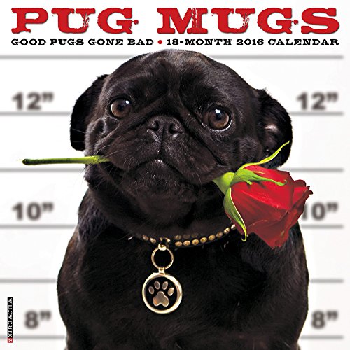 2016 Pug Mugs Wall Calendar