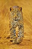 Cheetah (Walking) Art Poster Print - 24x36 Poster Print, 24x36