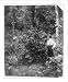 Historic Print (L): Coffee plant, Moya Gulpa plantation near Buena Retira(?), Nicaragua