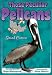 Those Peculiar Pelicans