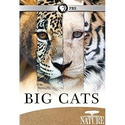 Nature: Big Cats Set