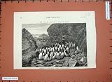 1876 Penguins Inaccessible Island Tristan D'Acunha Art