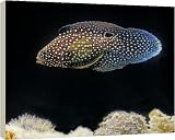 Marine Betta / Comet Fish - 20 Inch Canvas Print (51cm) by Ardea