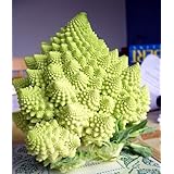 Romanesco Broccoli 50 Seeds-Heirloom-Best Taste Veggie