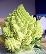 Romanesco Broccoli 50 Seeds-Heirloom-Best Taste Veggie