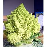 BroccoliRomanesco50SeedsperPacket-Rare&Unique