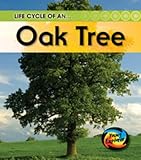 Life cycle of an ... oak tree