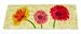 Gardman 8514 Easy Change Mat Insert, Gerbera