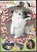 ねこ(猫)ざ ランド3(チビねこ、猫、ニャンコがいっぱい) [DVD]