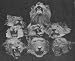 The Man-Eaters of Tsavo