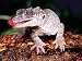 New Caledonia Gargoyle Gecko, Native to New Caledonia Photographic Poster Print by David Northcott, 18x24