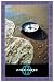 Pink Floyd - Time Poster (92 x 63cm) von Pink Floyd - alle Infos