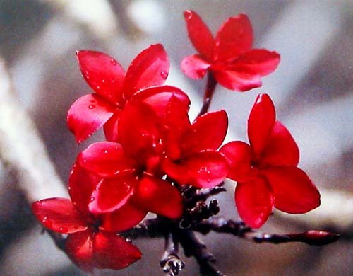 Hawaiian Red Plumeria Plant Cutting ~ Grow Hawaii Hawaiian Red Plumeria Plant Cutting ~ Grow Hawaii