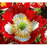 Afghan Poppy Danish Flag 2500 Seeds - Papaver Somniferum - One Stop Poppy Shoppe® Brand.