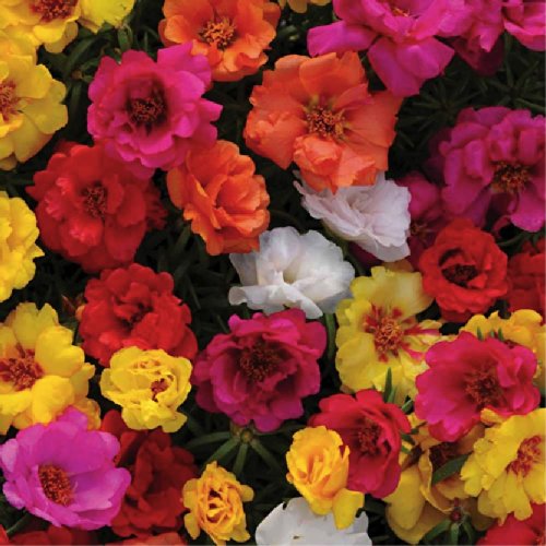 Large-Blossomed Purslane 'Mix' (Portulaca Grandiflora Hook.) Flower Plant Seeds, Annual Heirloom
