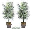 TWO 6' Artificial Dwarf Areca Palm Trees