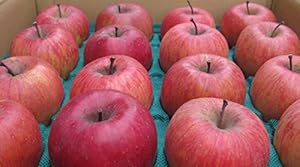 訳ありりんご 長野県産 生産農家直送 「サンふじ」 ご家庭向き中-小玉食べきりサイズ 36~50玉 約10kg入り/箱