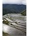 10x8 Photograph (25x20cm) Afternoon sunshine reflected on water filled rice terraces by Robert Harding