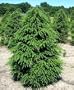 Canadian Hemlock 50 Seeds - Tsuga - Shrub/Tree/Bonsai