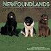 Newfoundlands 2009 Wall Calendar