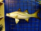 Gorgeous Hand Painted Snook Replica 28 Mount Fish Art Wall
