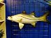 Gorgeous Hand Painted Snook Replica 28" Mount Fish Art Wall