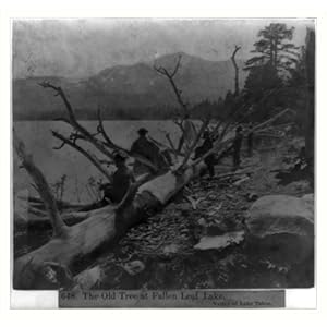Historic Print (M): The Old Tree at Fallen Leaf Lake, Valley of Lake Tahoe