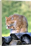 20 Inch Box Canvas (51cm) CAT - ginger male sitting on logs by Ardea
