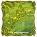 Canada Goldenrod (Solidago canadensis) Jumbo Wildflower Seed Packet - 2000 Seeds