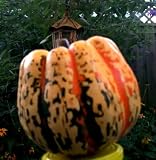 15 CARNIVAL SQUASH Winter Cucurbita Pepo Vegetable Seeds