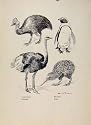 Birds In Flight C1922 Cassowary Ostrich Kiwi Penguin