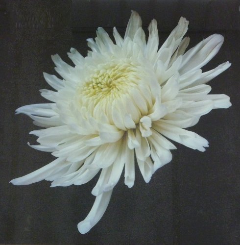 Glasbild Decoglass Wandbild 30x30cm