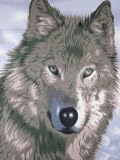 Winter Wolf - 100% Polyester Fleece Throw - 50 Inches by 60 Inches
