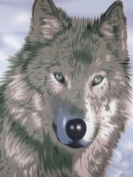Winter Wolf - 100% Polyester Fleece Throw - 50 Inches by 60 Inches