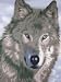 Winter Wolf - 100% Polyester Fleece Throw - 50 Inches by 60 Inches