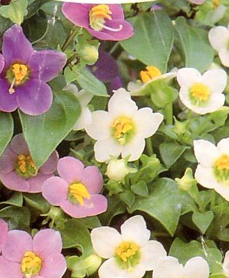 image link -  - B000WLLF9M