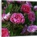 Canvas Prints of Loseley Park garden from Country Life