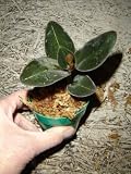 Jewel (Ludisia discolor 'Black') orchid in bud now, great starter plant