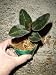 Jewel (Ludisia discolor 'Black') orchid in bud now, great starter plant