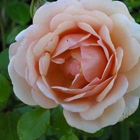 ROSE VALENTINE HEART-Superb Gift for Valentines Day,Valentines Day Flowers,Valentines Day Plants,Valentines Day Roses,Gift For Husband,Wife,Partner,Boyfriend,Girlfriend,Loved One,Someone Special