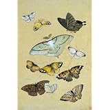 Butterflies. Japan, 19th century (Print On Demand)