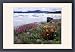 Framed Prints of Paintbrush, Lupine, from Danita Delimont