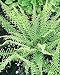 Athyrium filix-femina 'Dres Dagger' - Lady Fern, Crested Cruciate