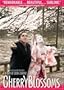 Cherry Blossoms