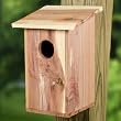 Heath Outdoor Products B-2 Bluebird House
