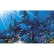 Dolphin Wall Mural - 8'3