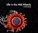 Life in the Mid Atlantic