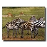 African Zebra Herd Wildlife Home Decor Wall Picture 16x20 Art Print